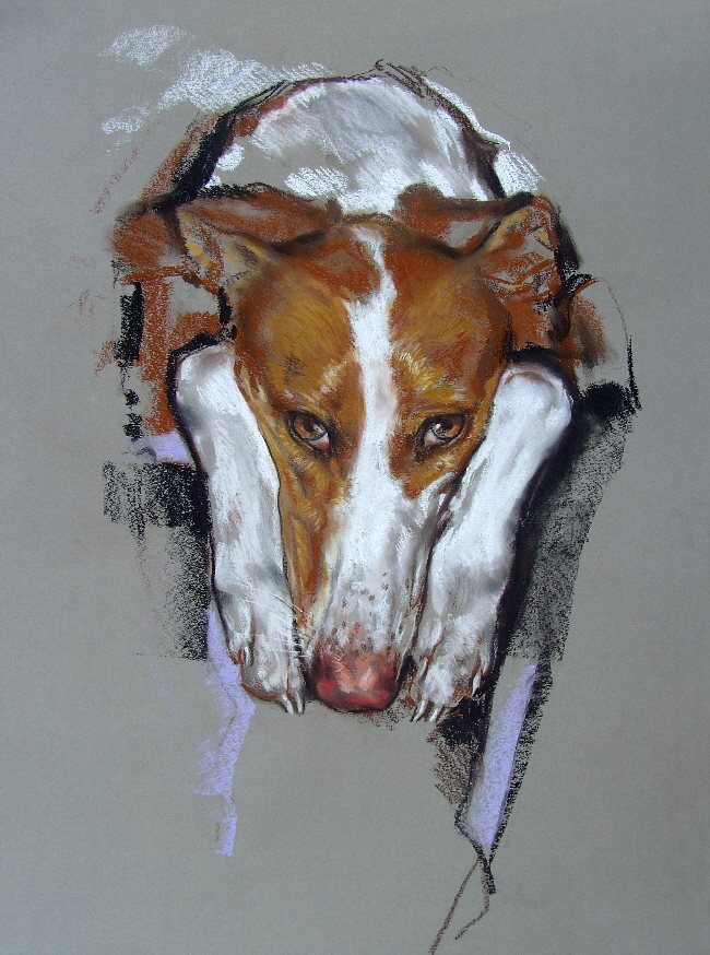 Hund016