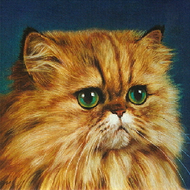 Katze001a