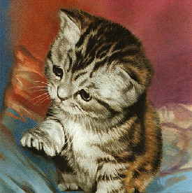 Katze010a1