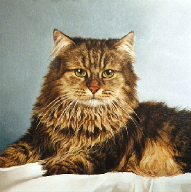 Katze029a