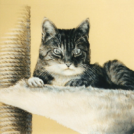 Katze05a1