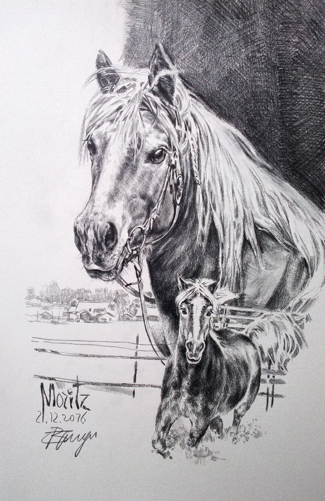 Pferd07