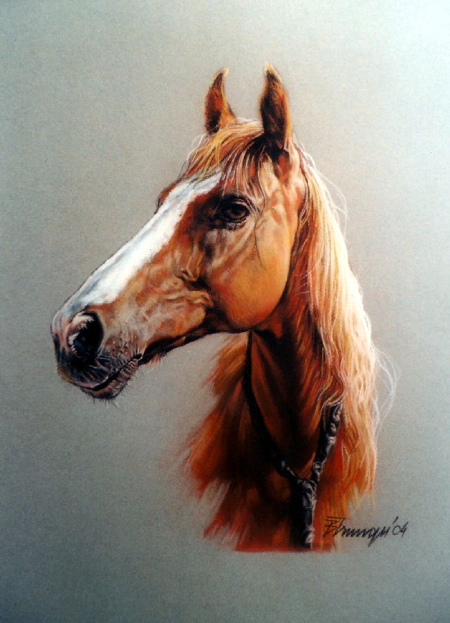 Pferd08